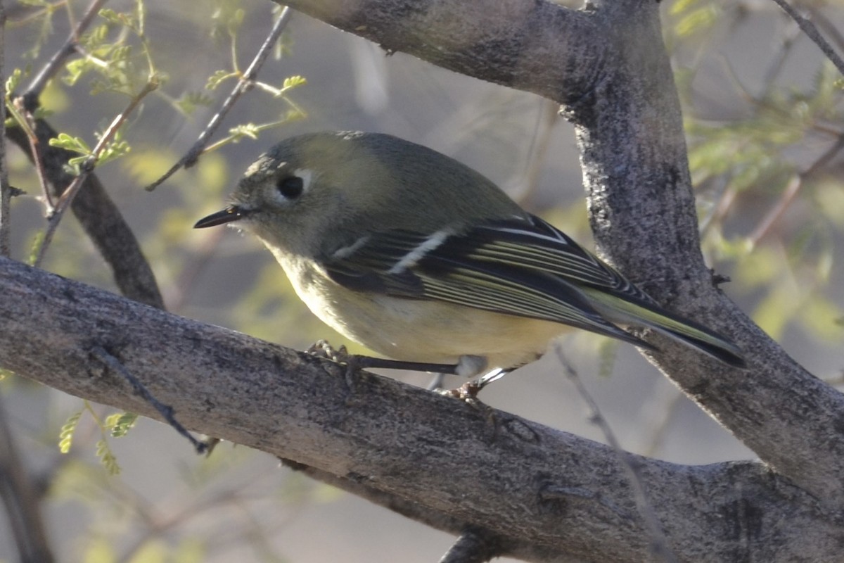 Ruby-crowned Kinglet - ML626512649