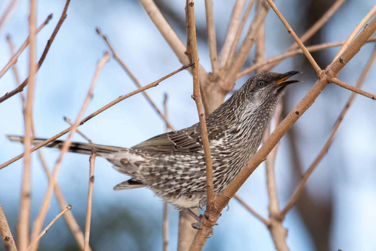 Little Wattlebird - ML62651271