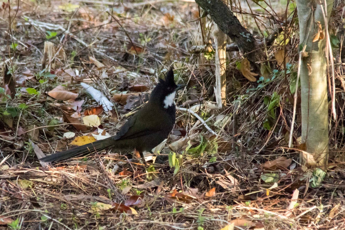 Eastern Whipbird - ML62651281