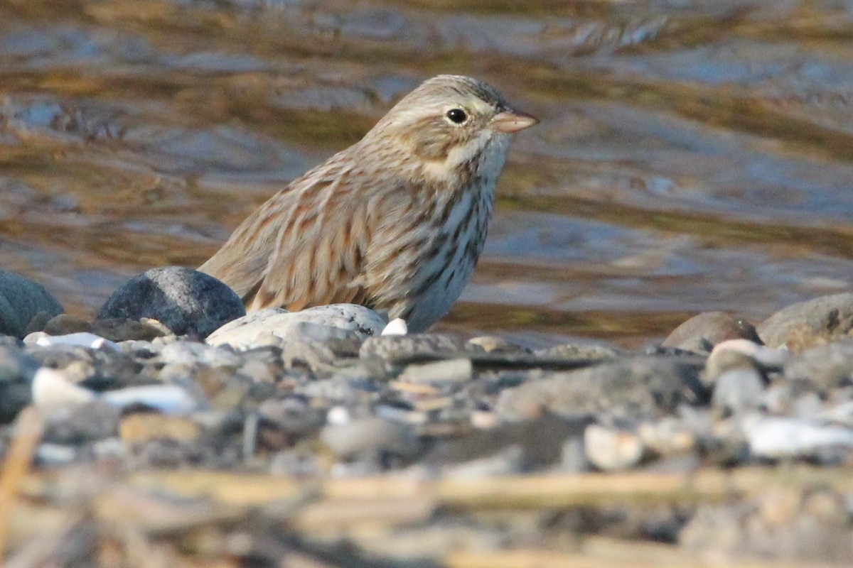 Savannah Sparrow (Ipswich) - ML626512824