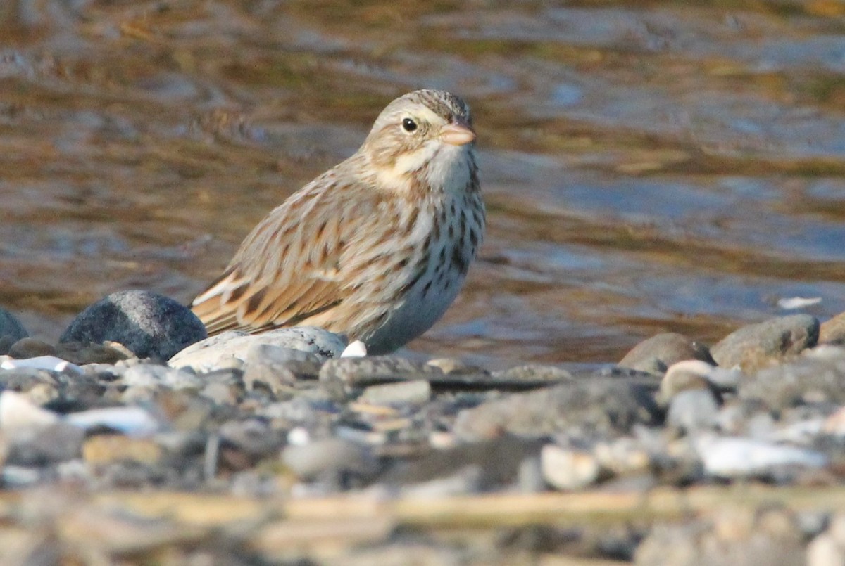 Savannah Sparrow (Ipswich) - ML626512825