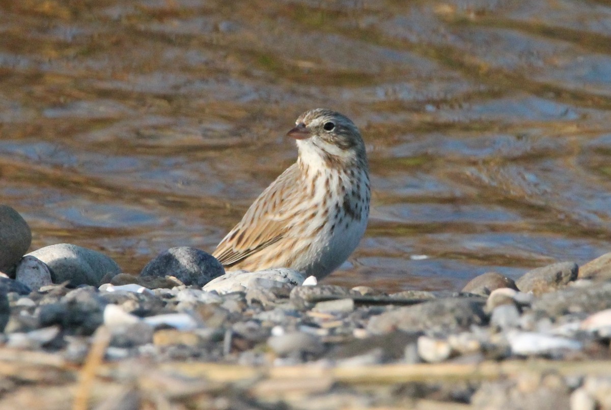 Savannah Sparrow (Ipswich) - ML626512826