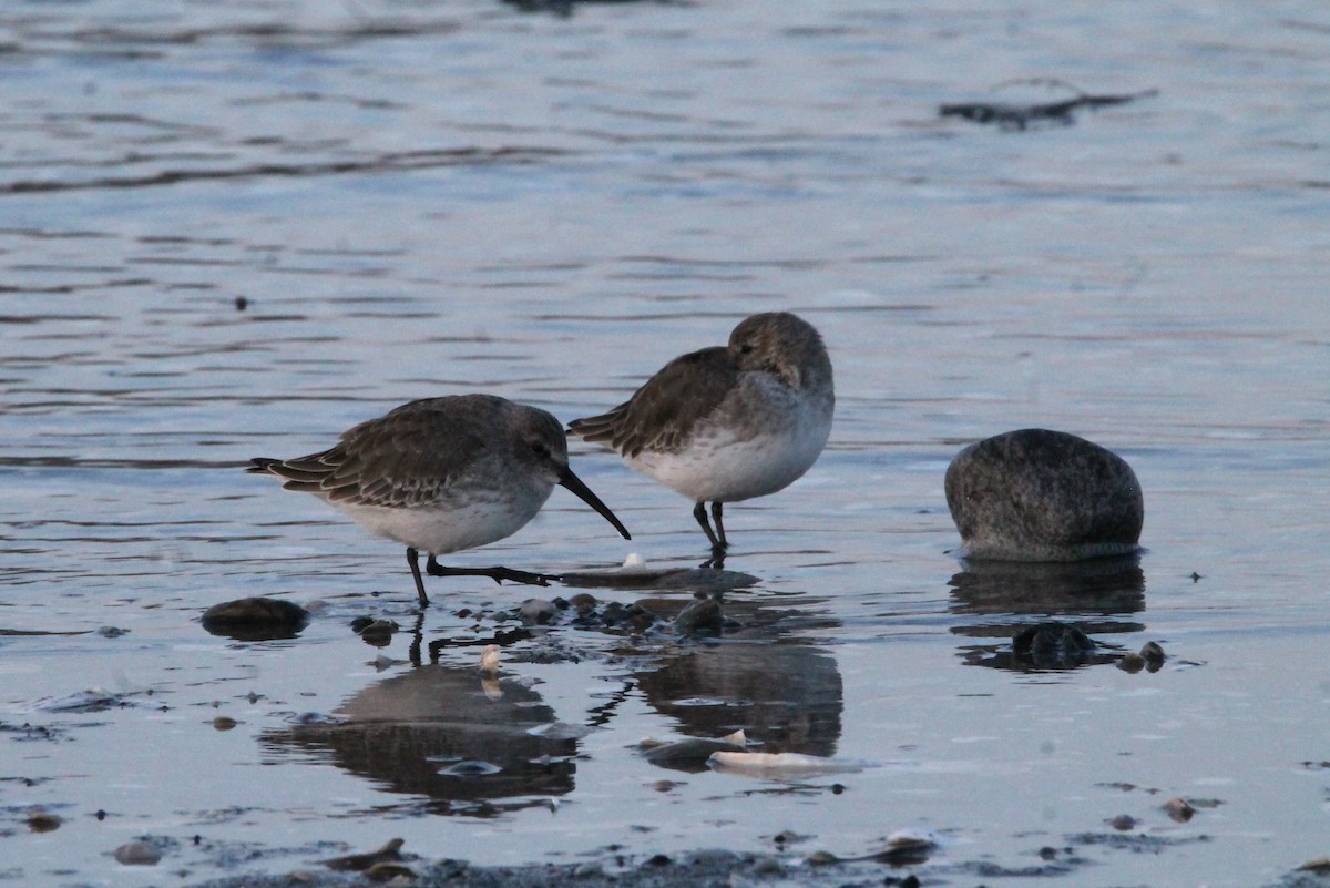 Dunlin - ML626512907