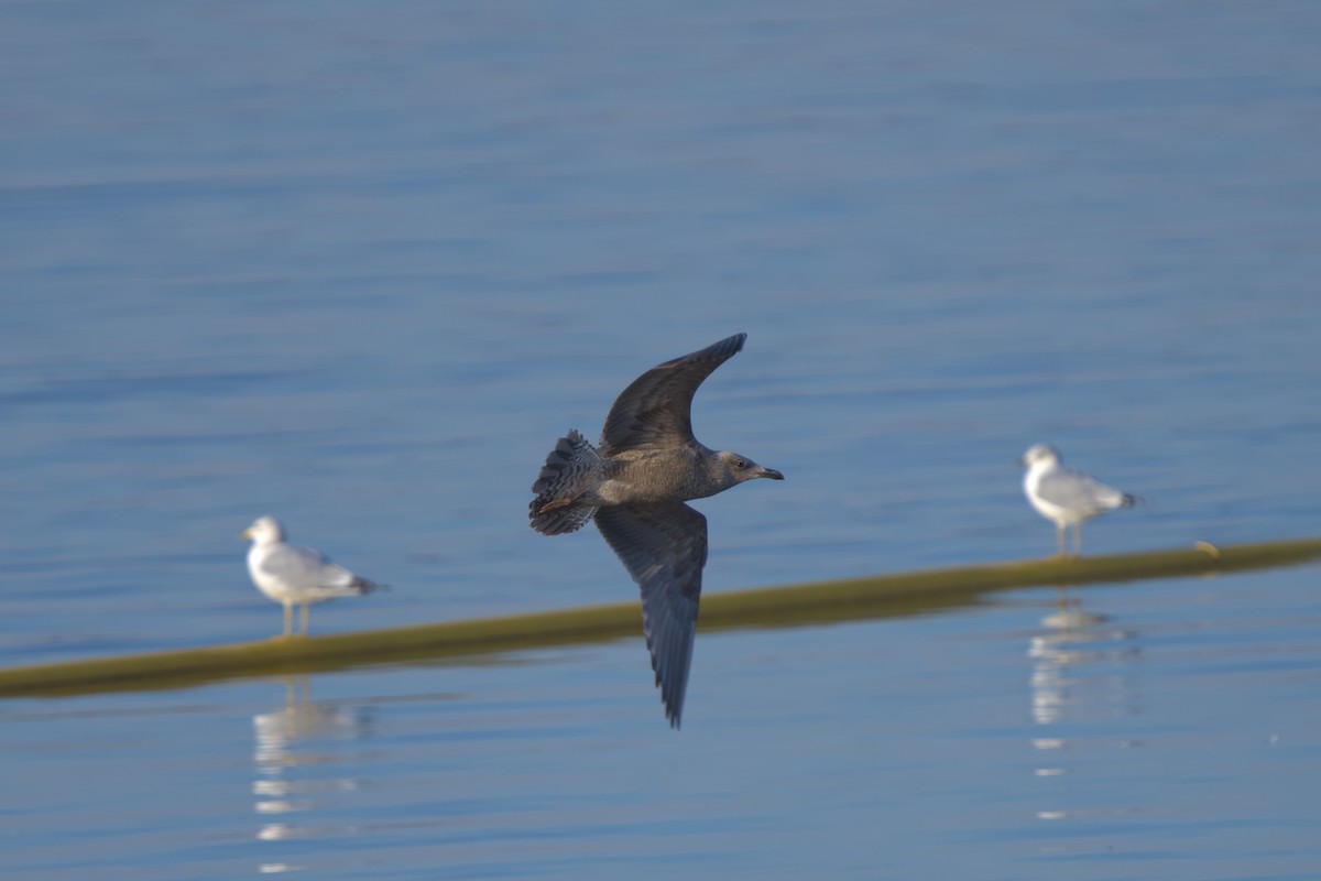 Lesser Black-backed Gull - ML626512983