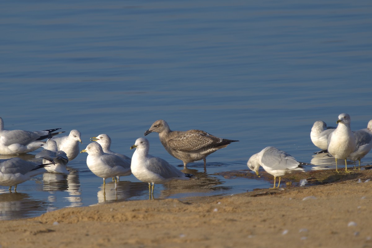 Lesser Black-backed Gull - ML626512984