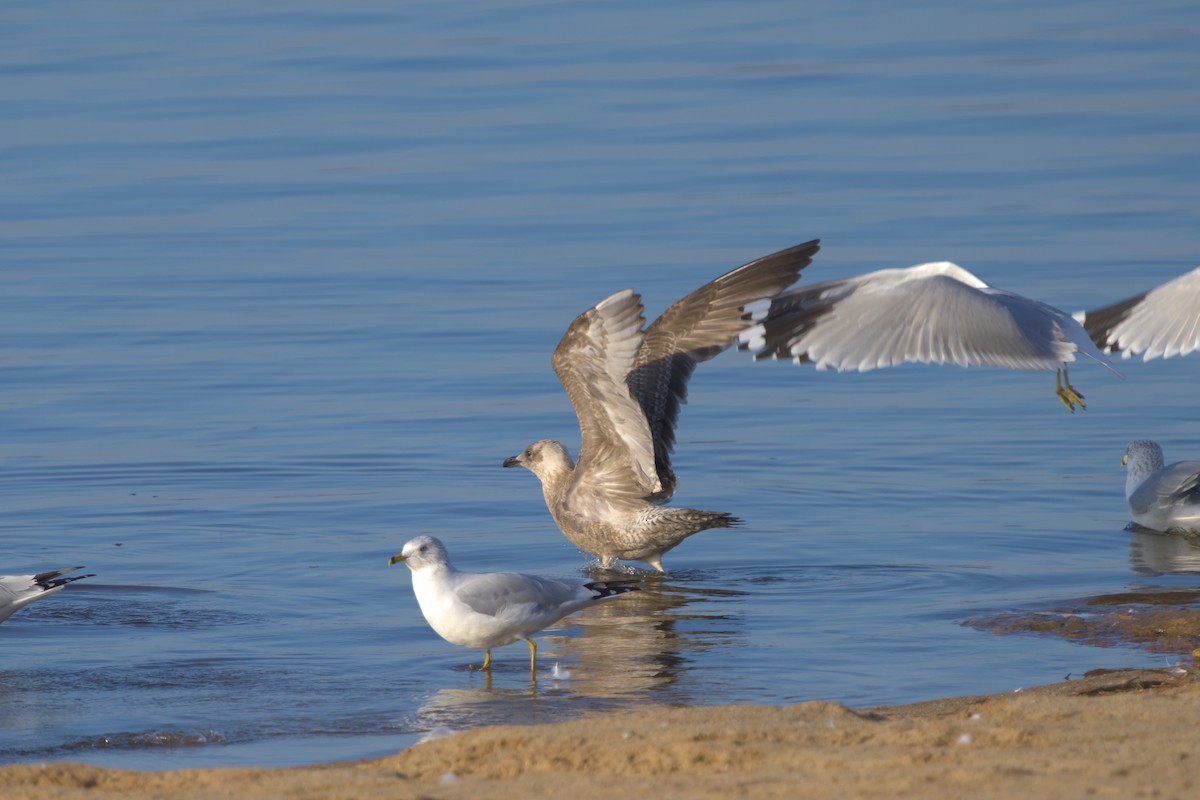 Lesser Black-backed Gull - ML626512985