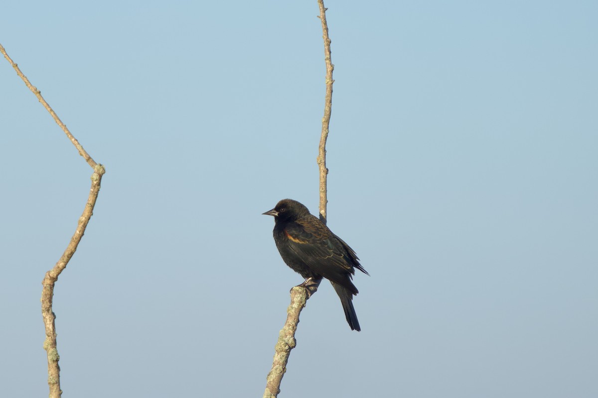 Red-winged Blackbird - ML626512996
