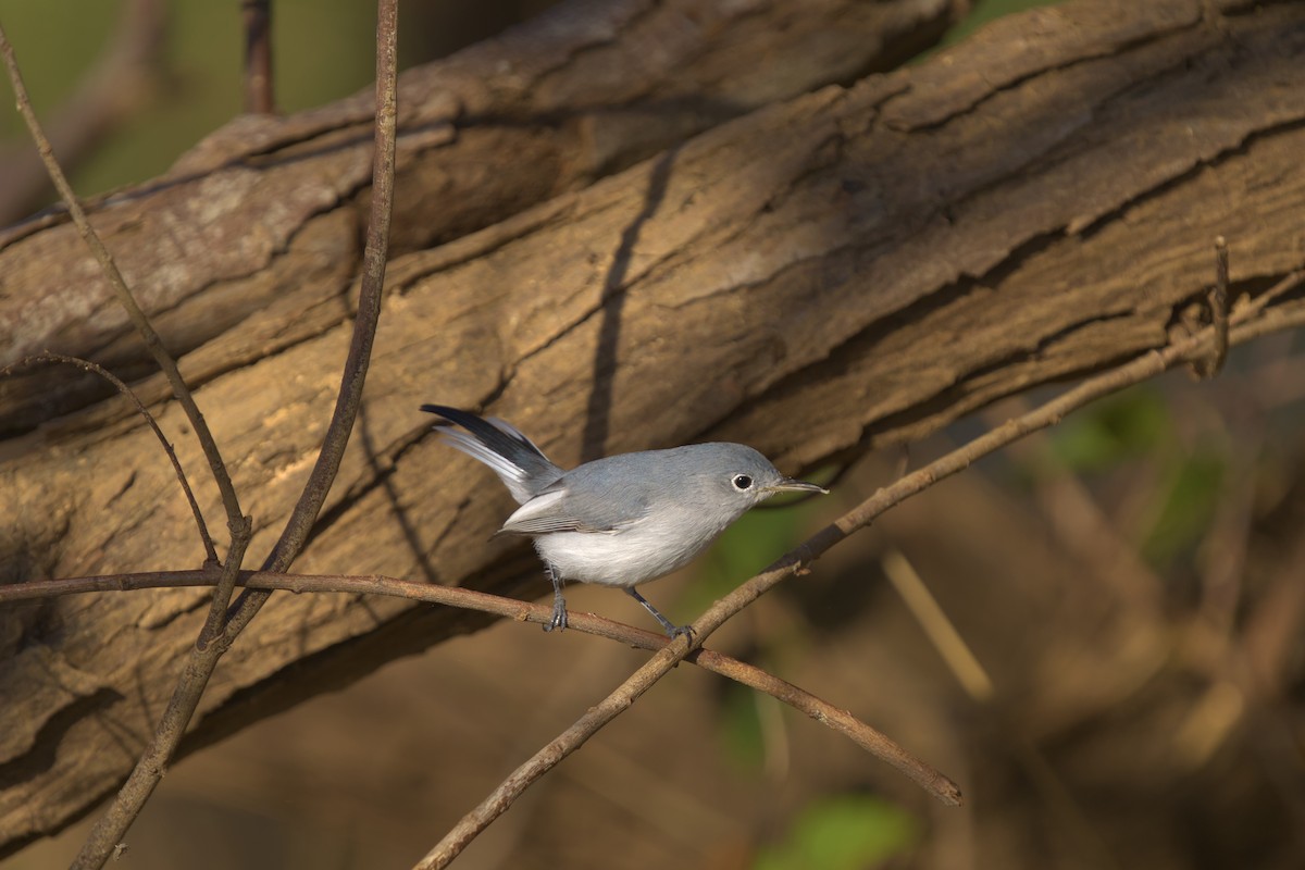 Blue-gray Gnatcatcher - ML626512997