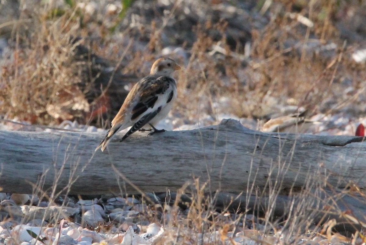 Snow Bunting - ML626513063