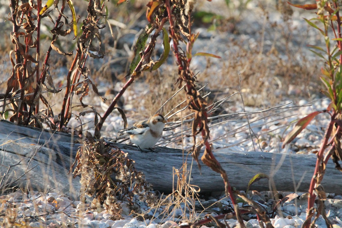 Snow Bunting - ML626513064