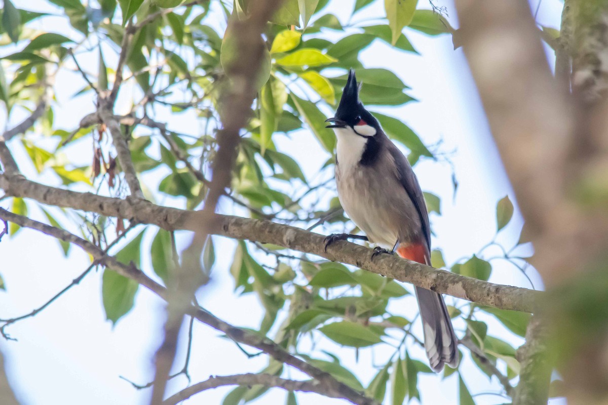 Red-whiskered Bulbul - Andrew Allen