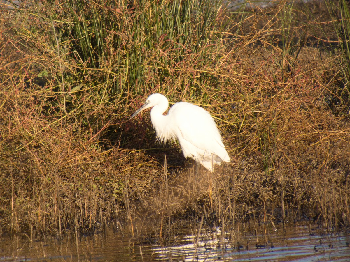 Little Egret - ML626513312