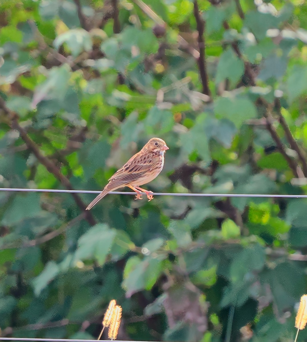 Vesper Sparrow - ML626513343