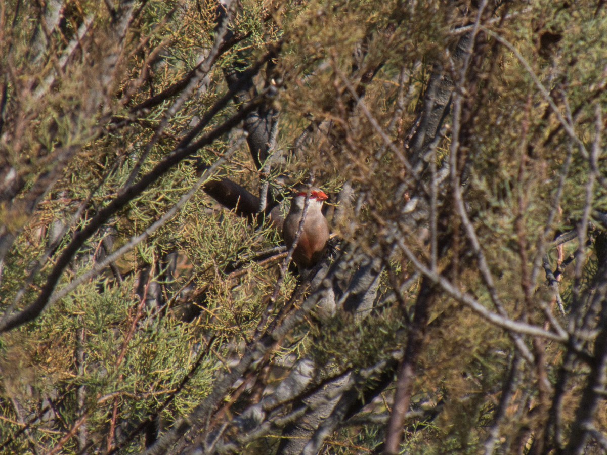 Common Waxbill - ML626513345