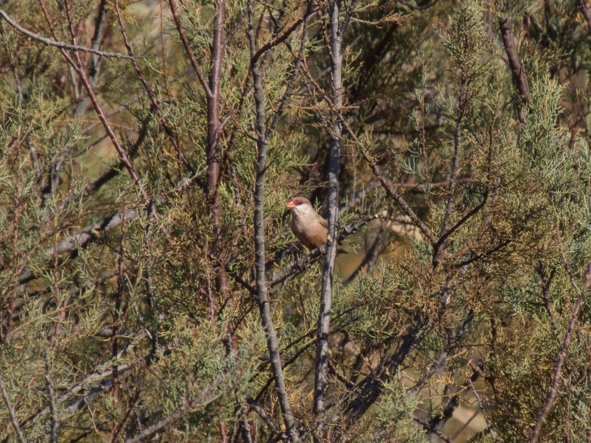 Common Waxbill - ML626513347