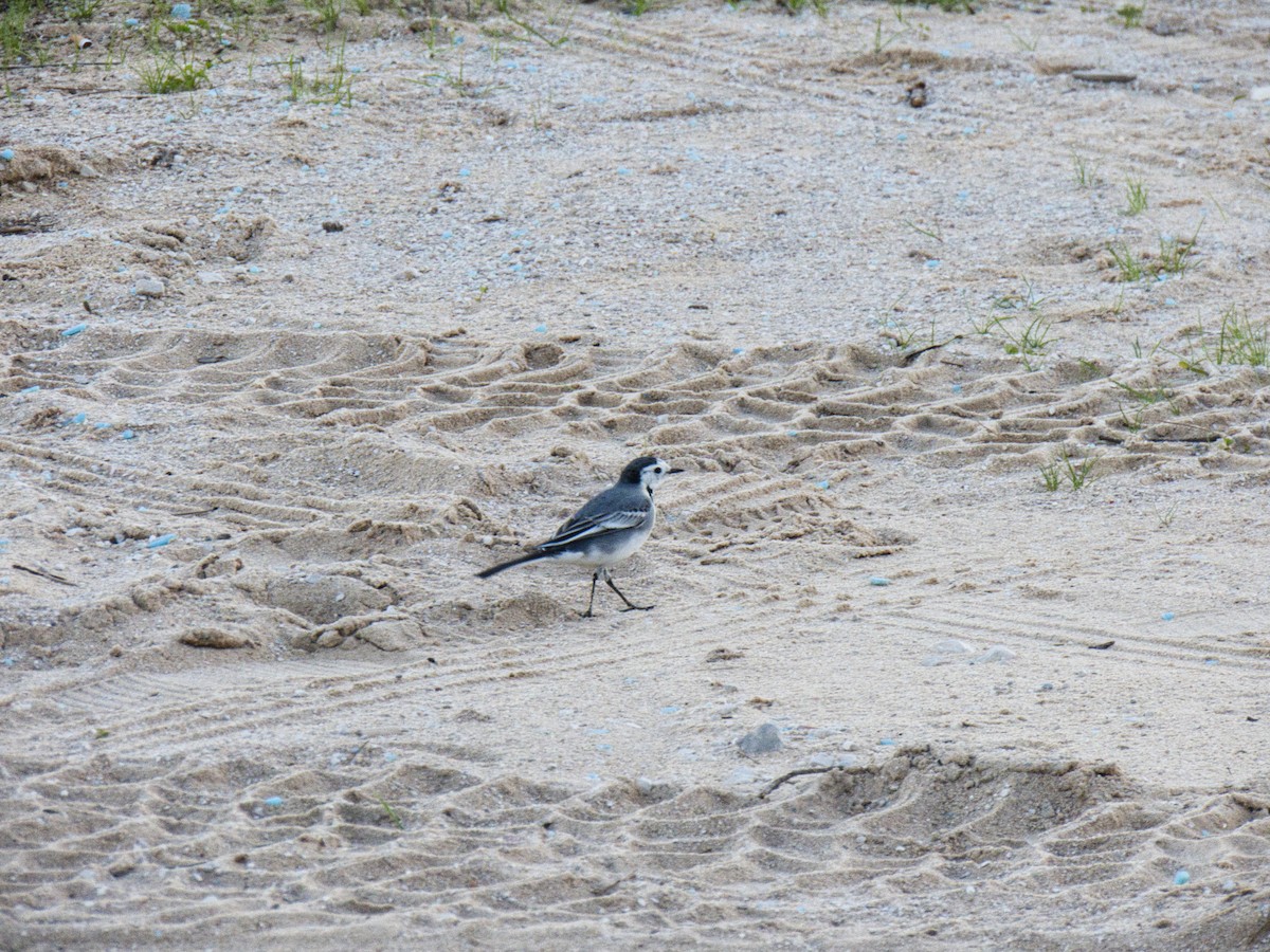 White Wagtail - ML626513350