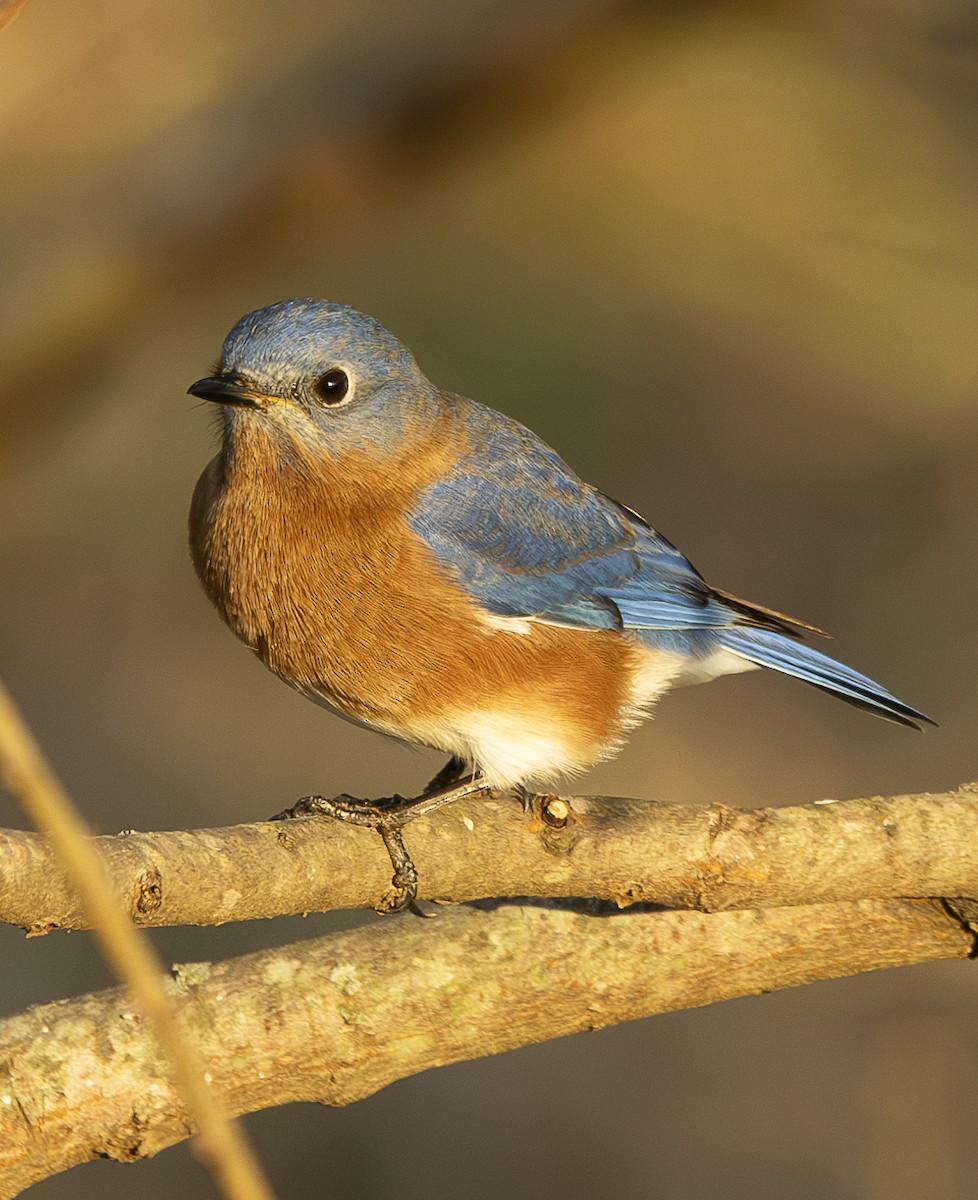 Eastern Bluebird (Eastern) - ML626513475
