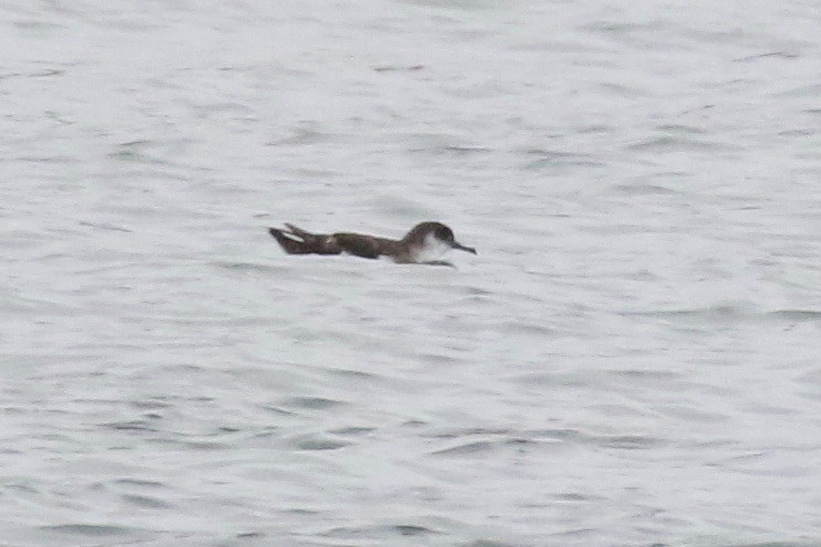 Manx Shearwater - ML626513522