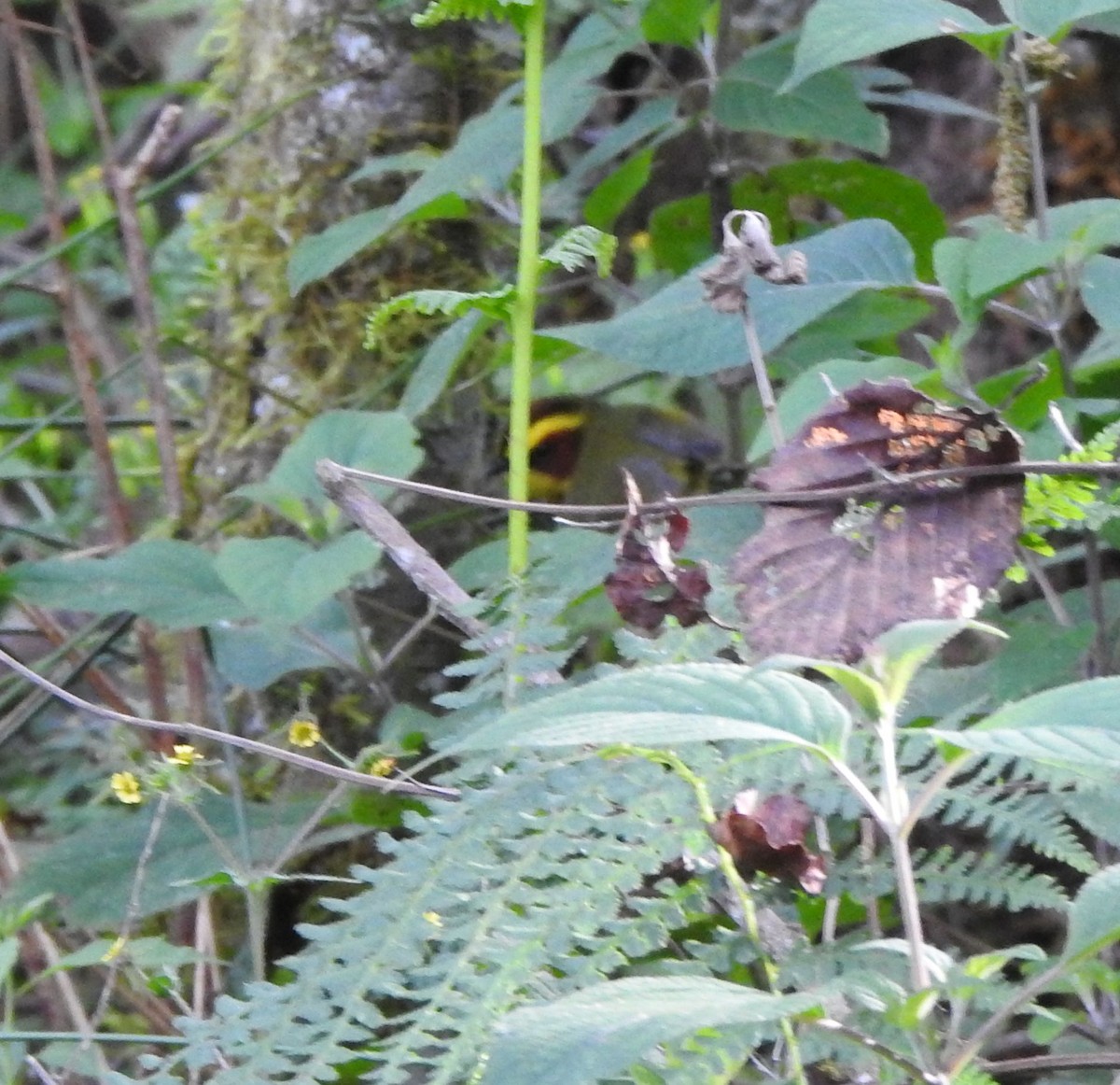 Golden-browed Warbler - ML626513706