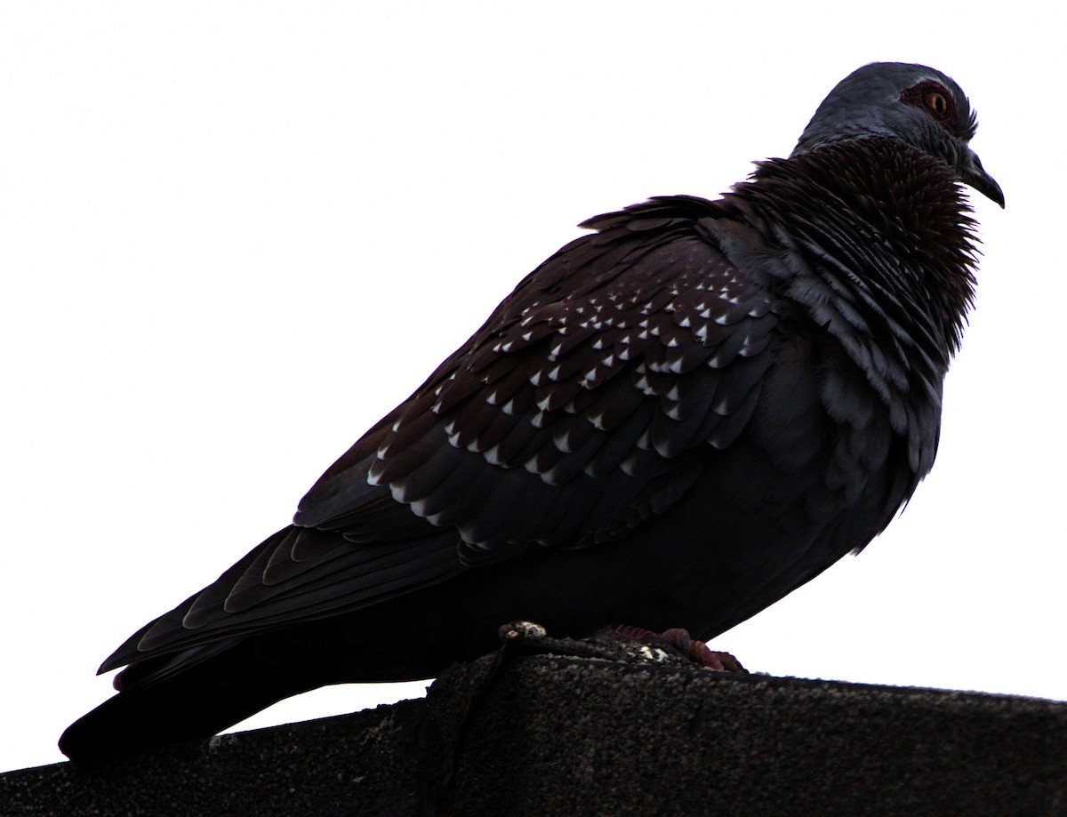 Speckled Pigeon - ML626513765