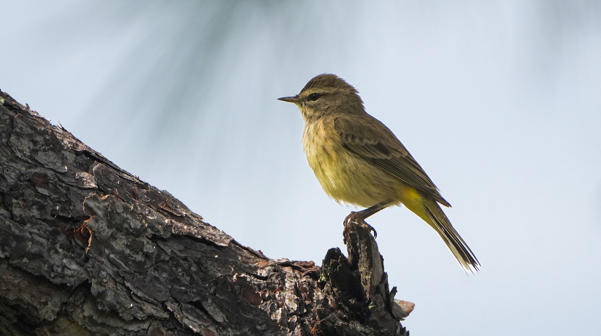 Palm Warbler - ML626514025