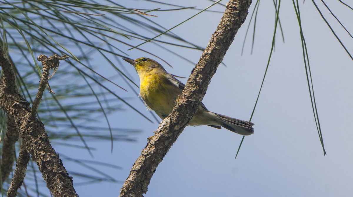 Pine Warbler - ML626514028