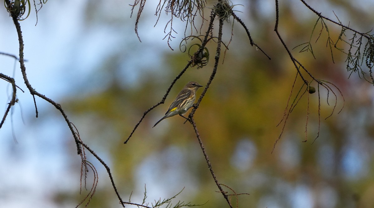 Yellow-rumped Warbler - ML626514035