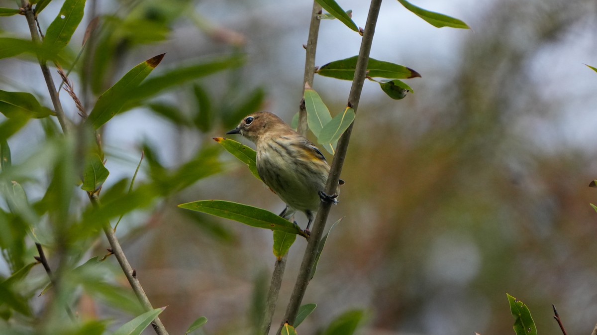 Yellow-rumped Warbler - ML626514039