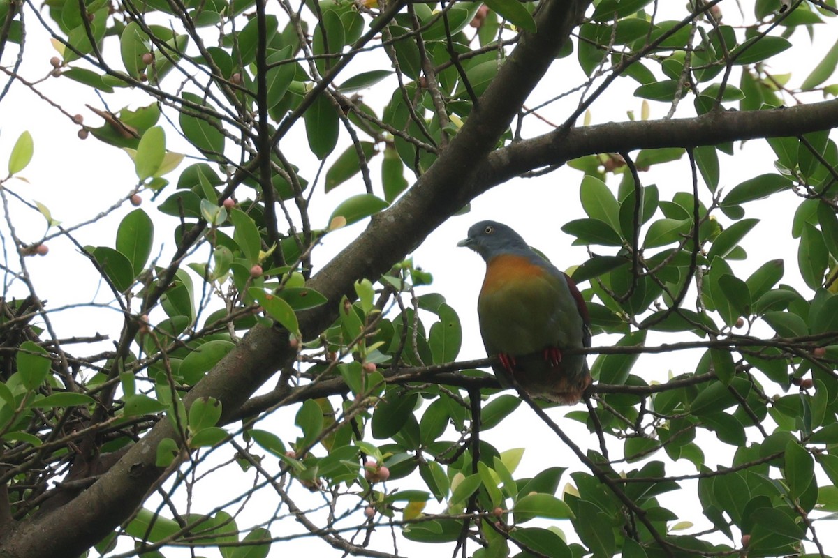 Little Green-Pigeon - ML626514042