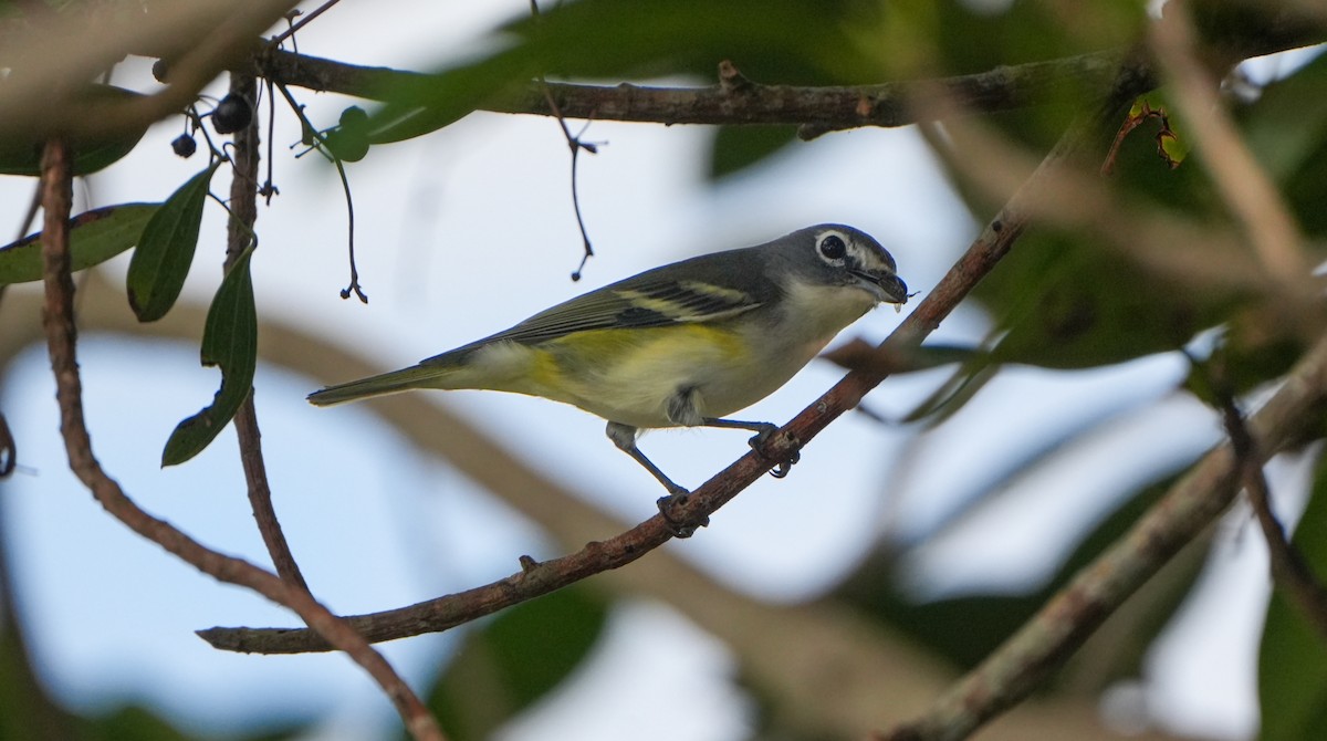 Blue-headed Vireo - ML626514073