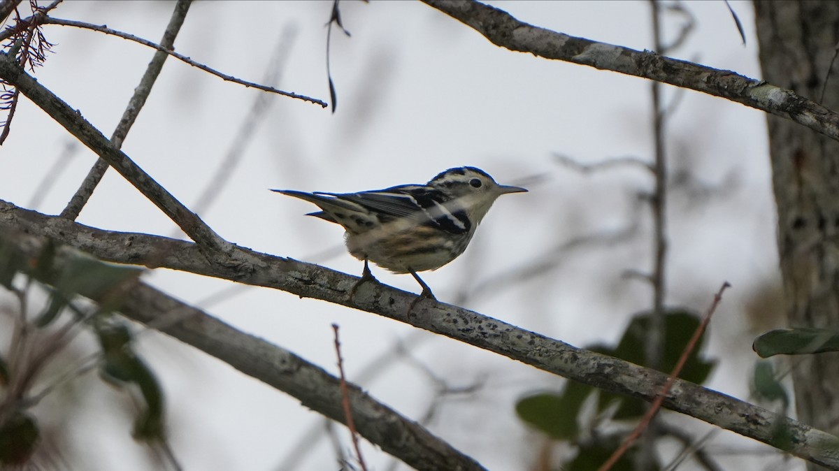 Black-and-white Warbler - ML626514083