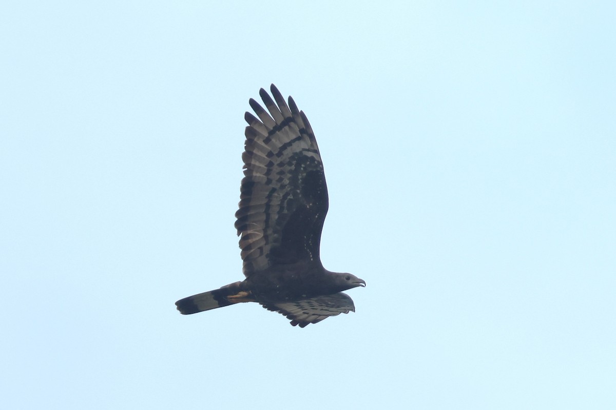 Oriental Honey-buzzard - 志民 蘇