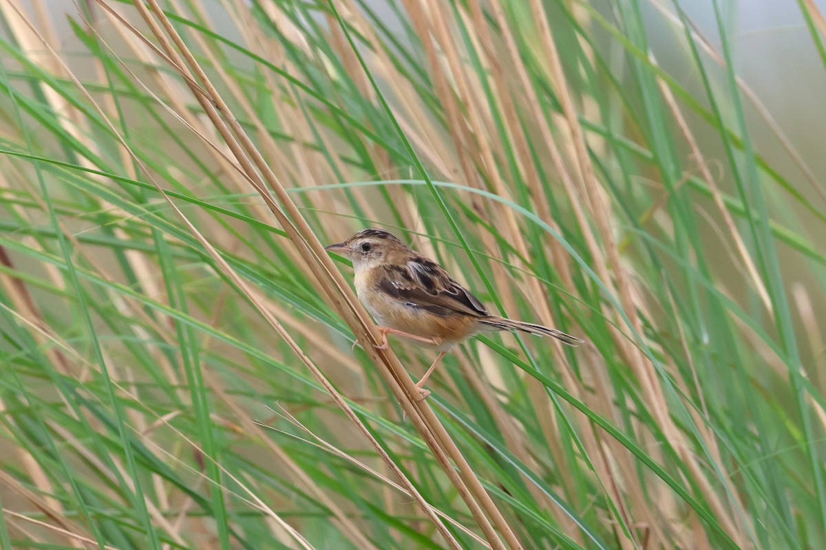 Zitting Cisticola - 志民 蘇