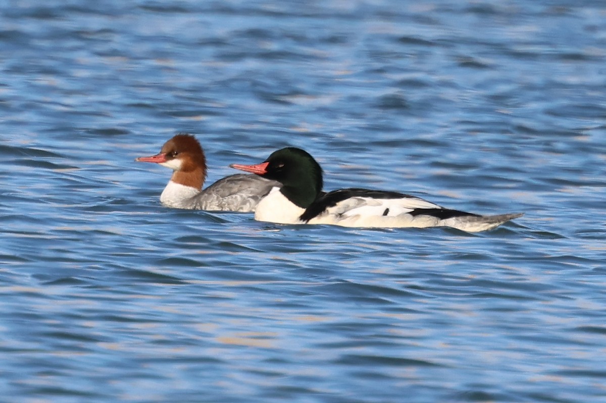 Common Merganser - ML626514360