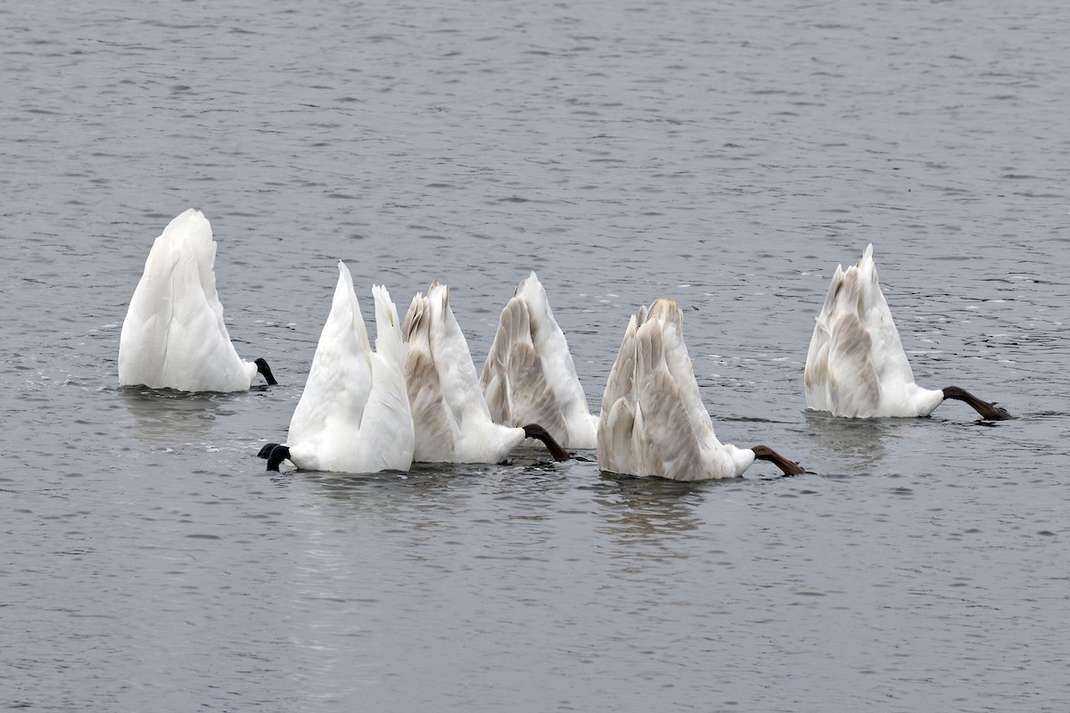 Trumpeter Swan - ML626514367