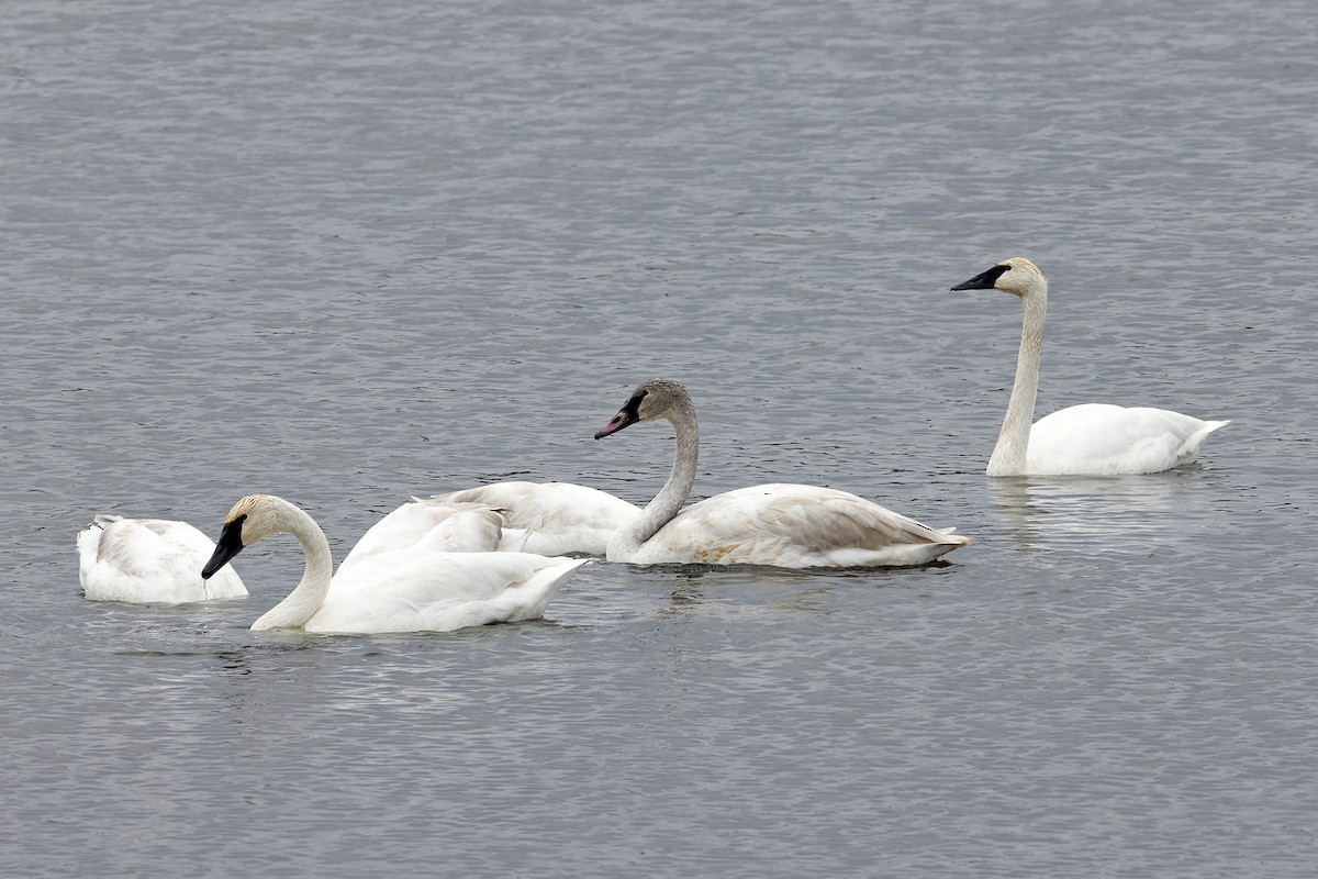 Trumpeter Swan - ML626514368
