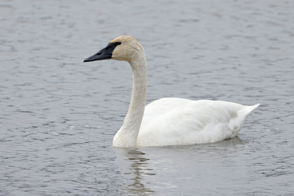 Trumpeter Swan - ML626514442