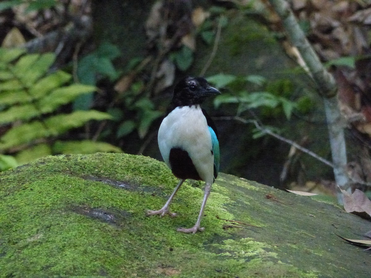 Ivory-breasted Pitta (Ivory-breasted) - ML626514492