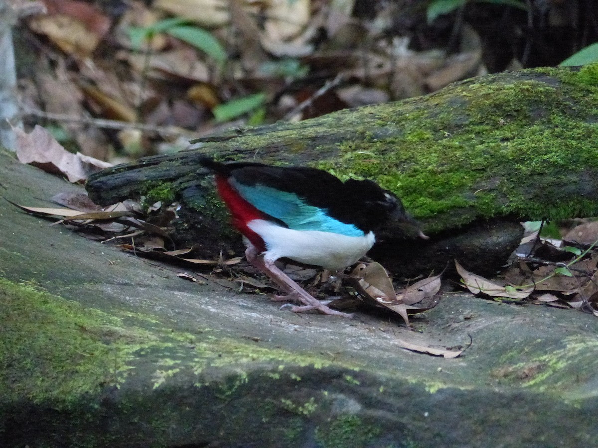 Ivory-breasted Pitta (Ivory-breasted) - ML626514493