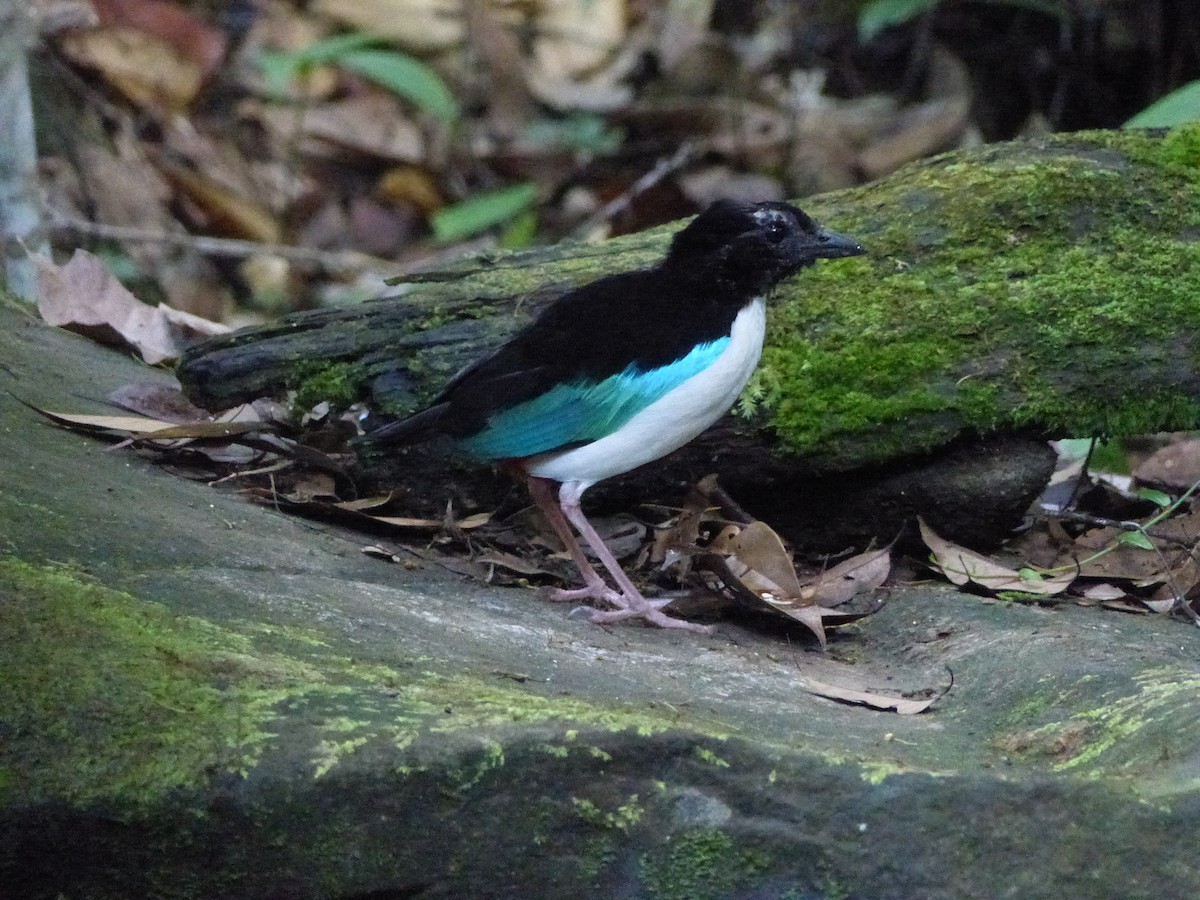 Ivory-breasted Pitta (Ivory-breasted) - ML626514494