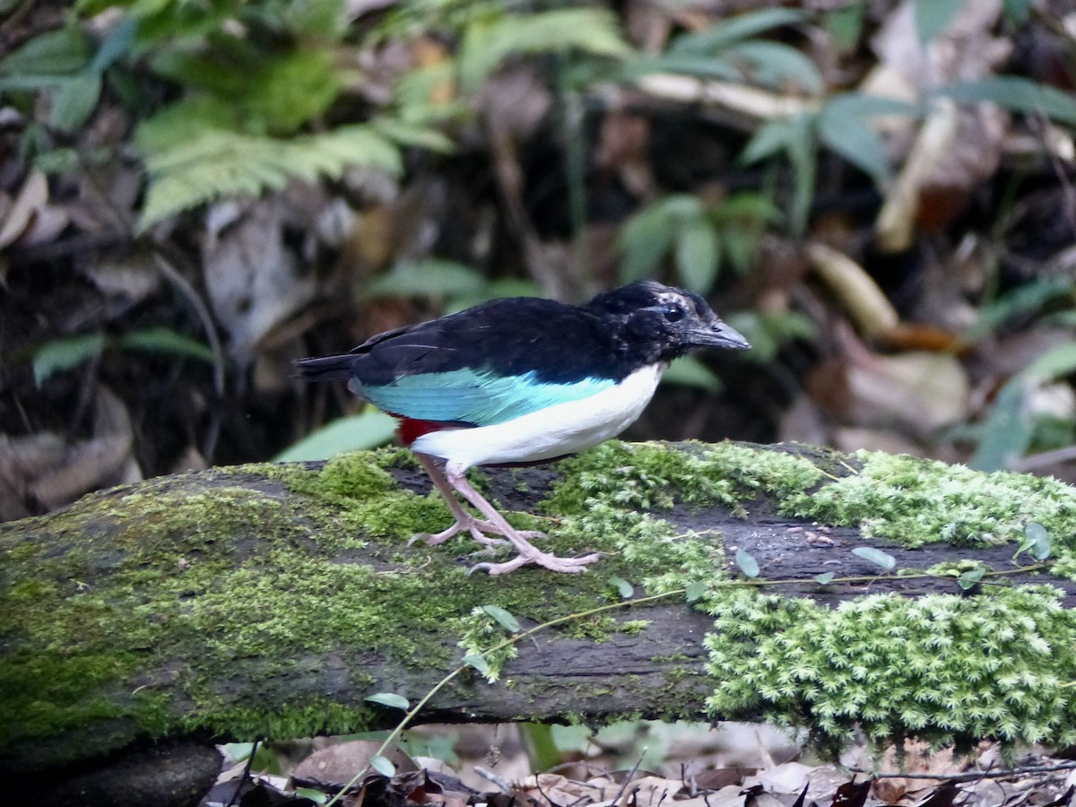 Ivory-breasted Pitta (Ivory-breasted) - ML626514495