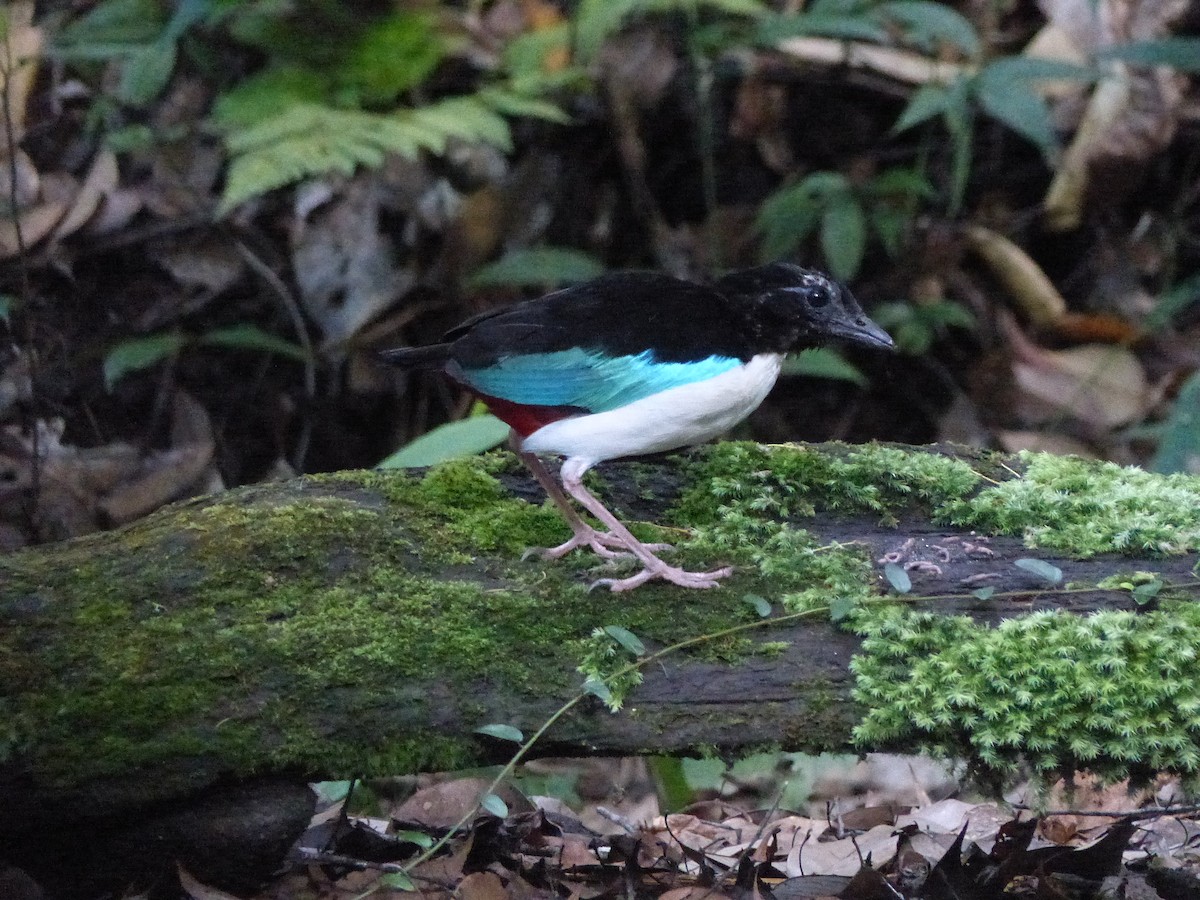 Ivory-breasted Pitta (Ivory-breasted) - ML626514496