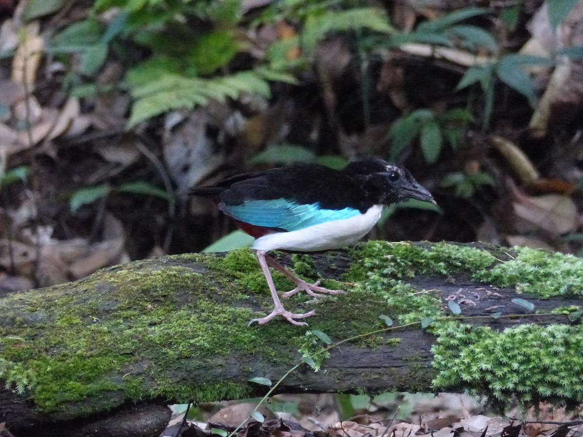 Ivory-breasted Pitta (Ivory-breasted) - ML626514497