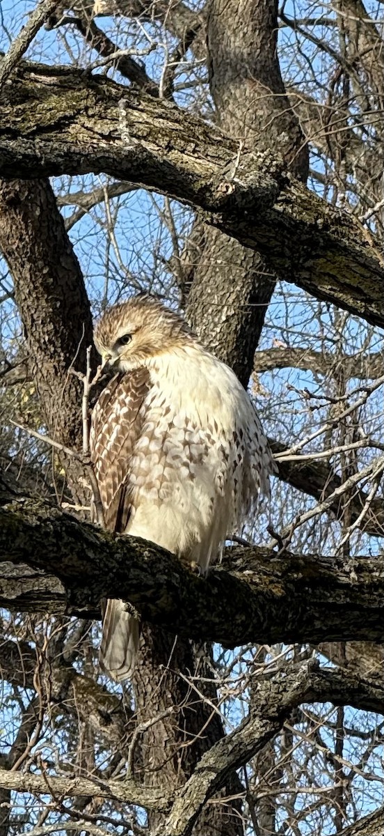 Red-tailed Hawk - ML626514607