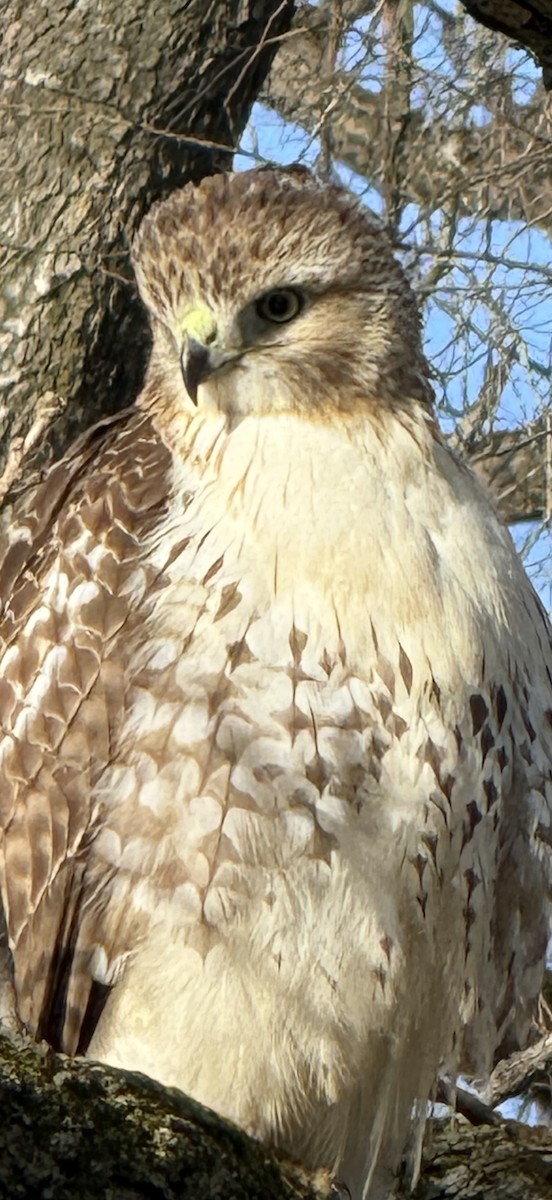 Red-tailed Hawk - ML626514608