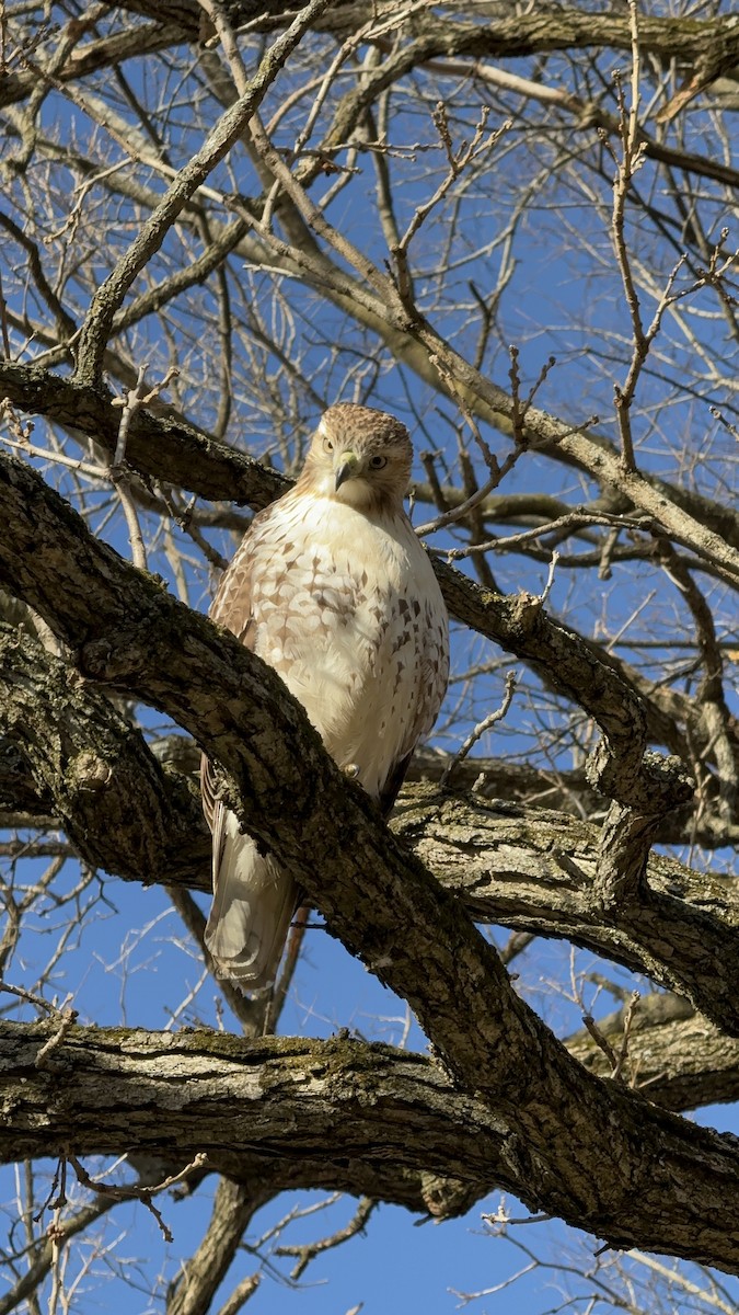Red-tailed Hawk - ML626514609