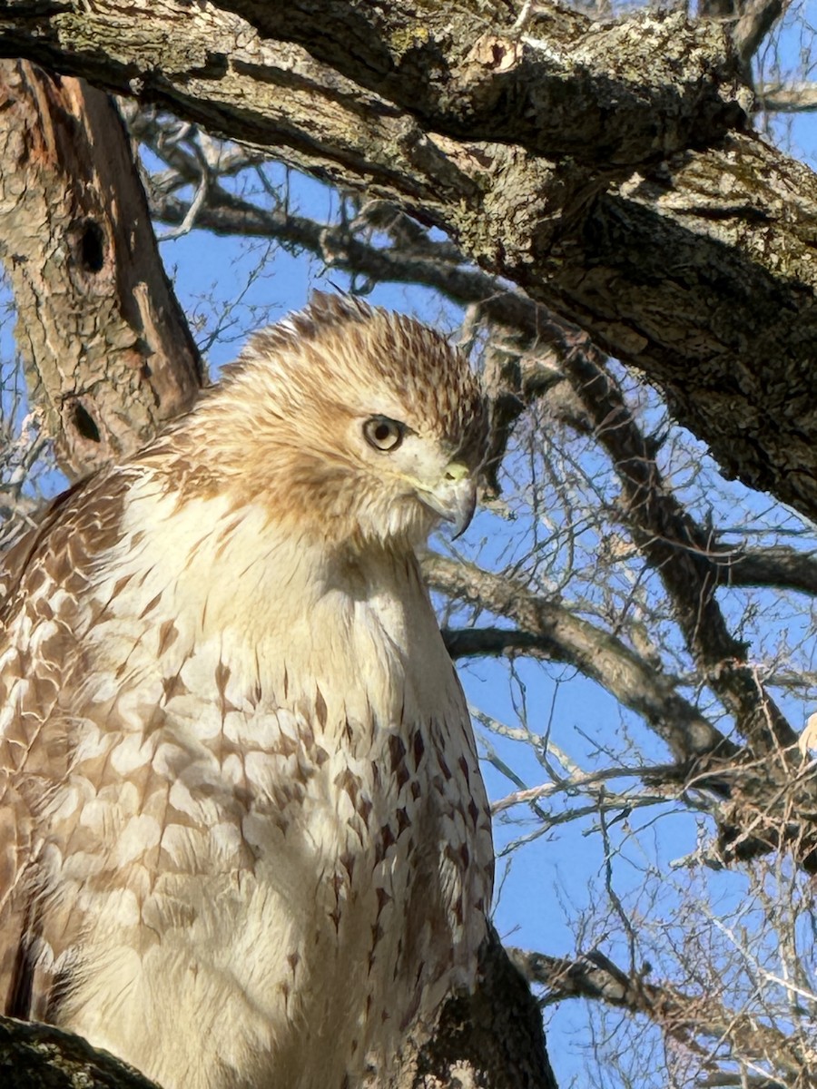 Red-tailed Hawk - ML626514611