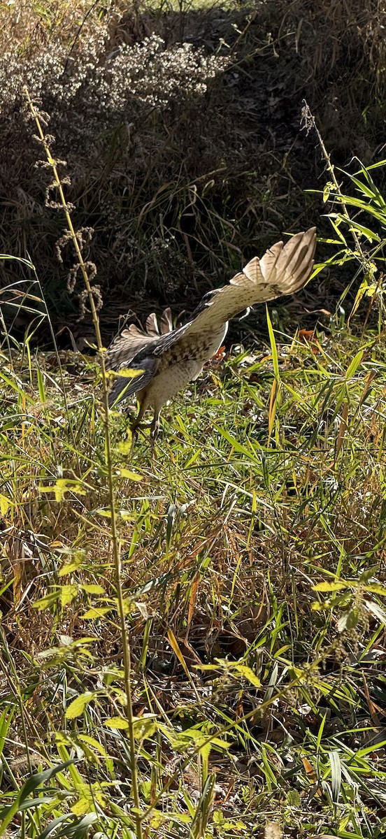 Red-tailed Hawk - ML626514612