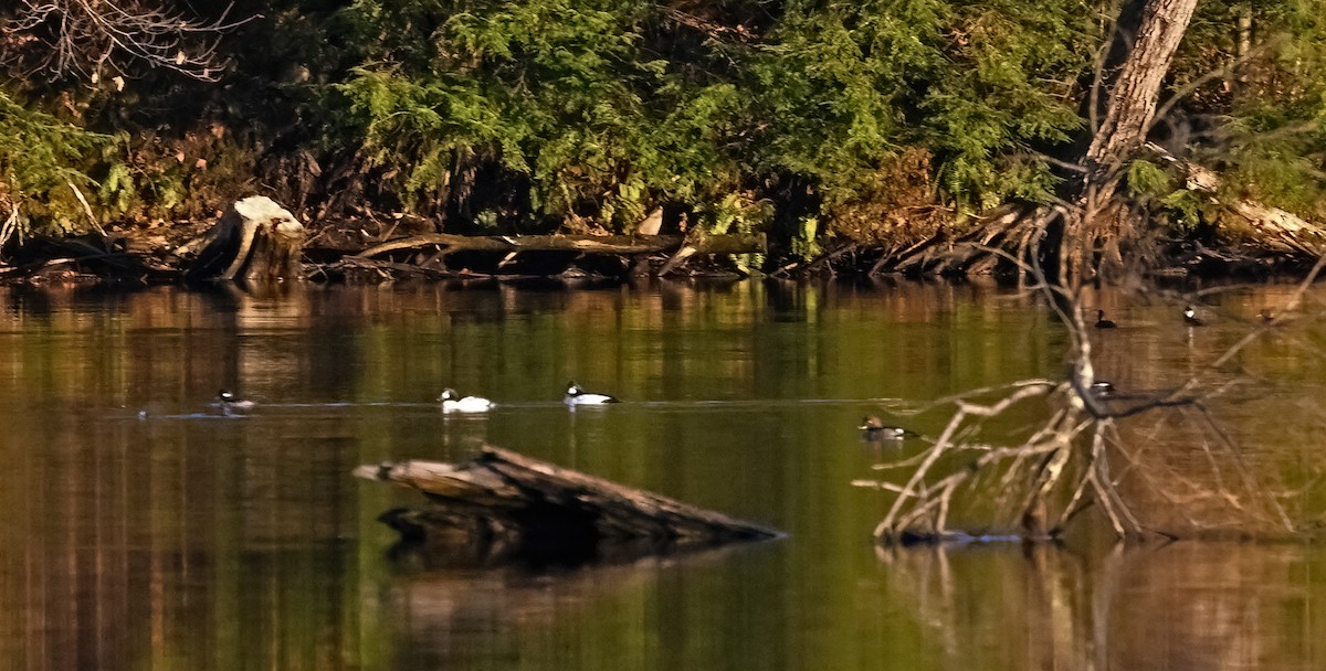 Common Goldeneye - ML626514645