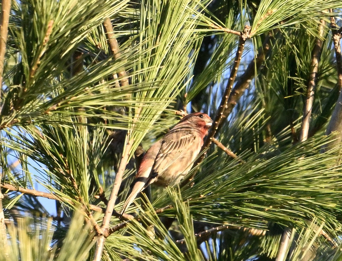 House Finch - ML626514647